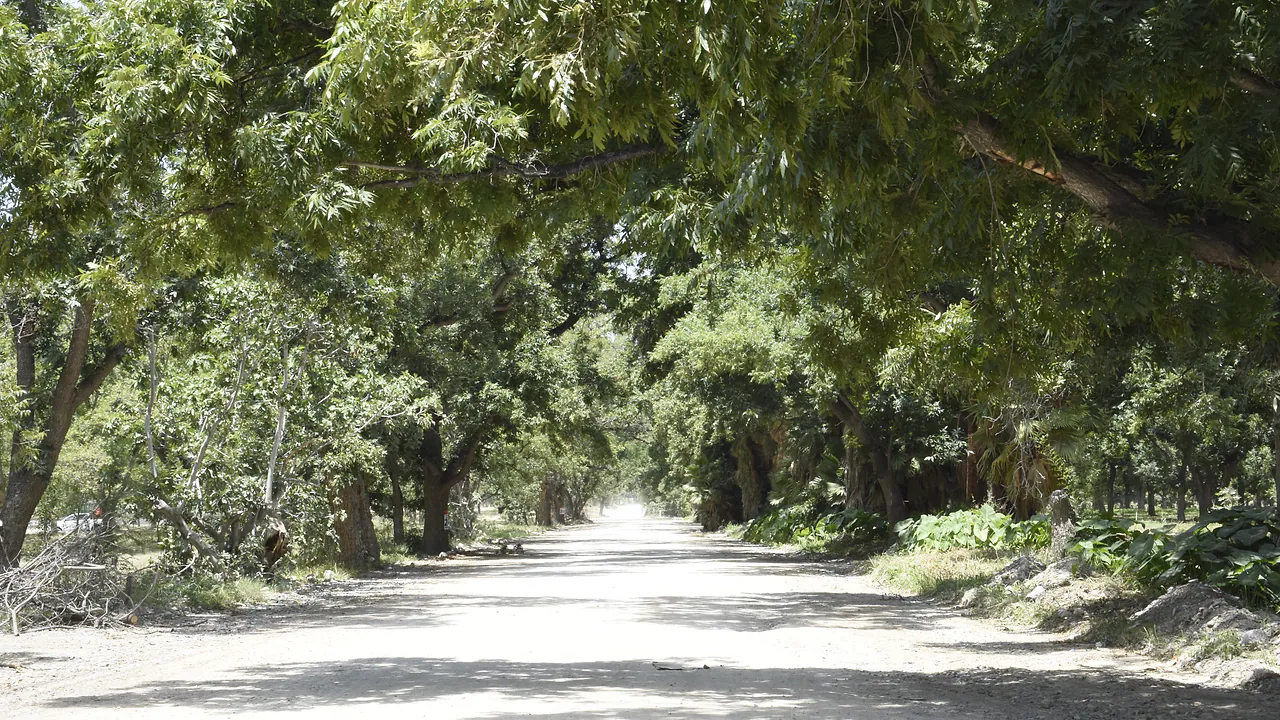 Camino de terracería bajo el arbolado de nogales de Bosquett